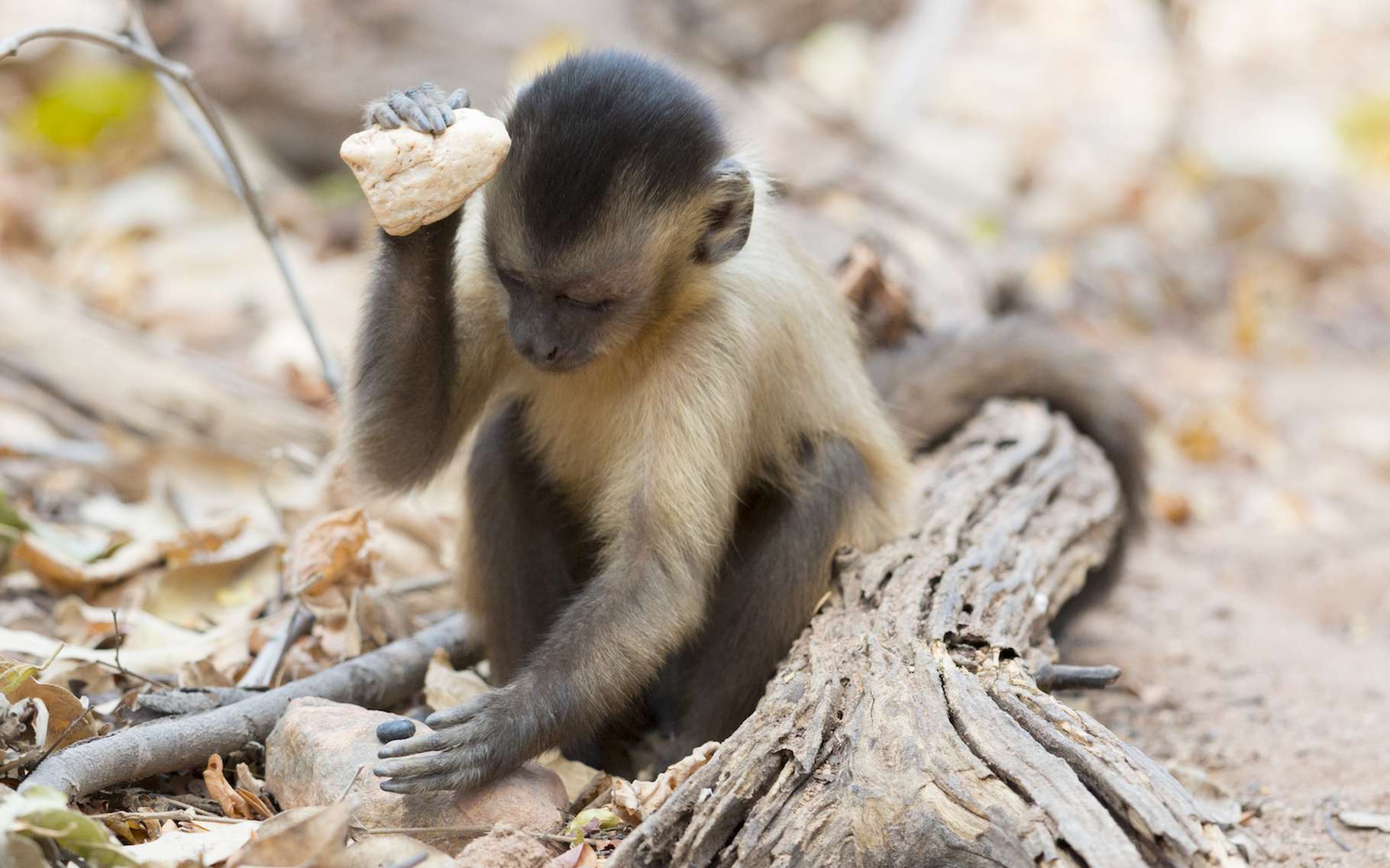 Les singes capucins utilisaient déjà des outils en pierre il y a 3.000 ans