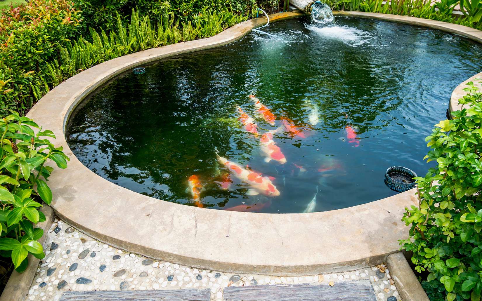 bassin poisson jardin