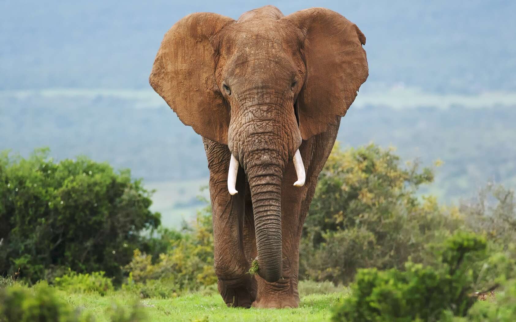 Résultat de recherche d'images pour "éléphant"