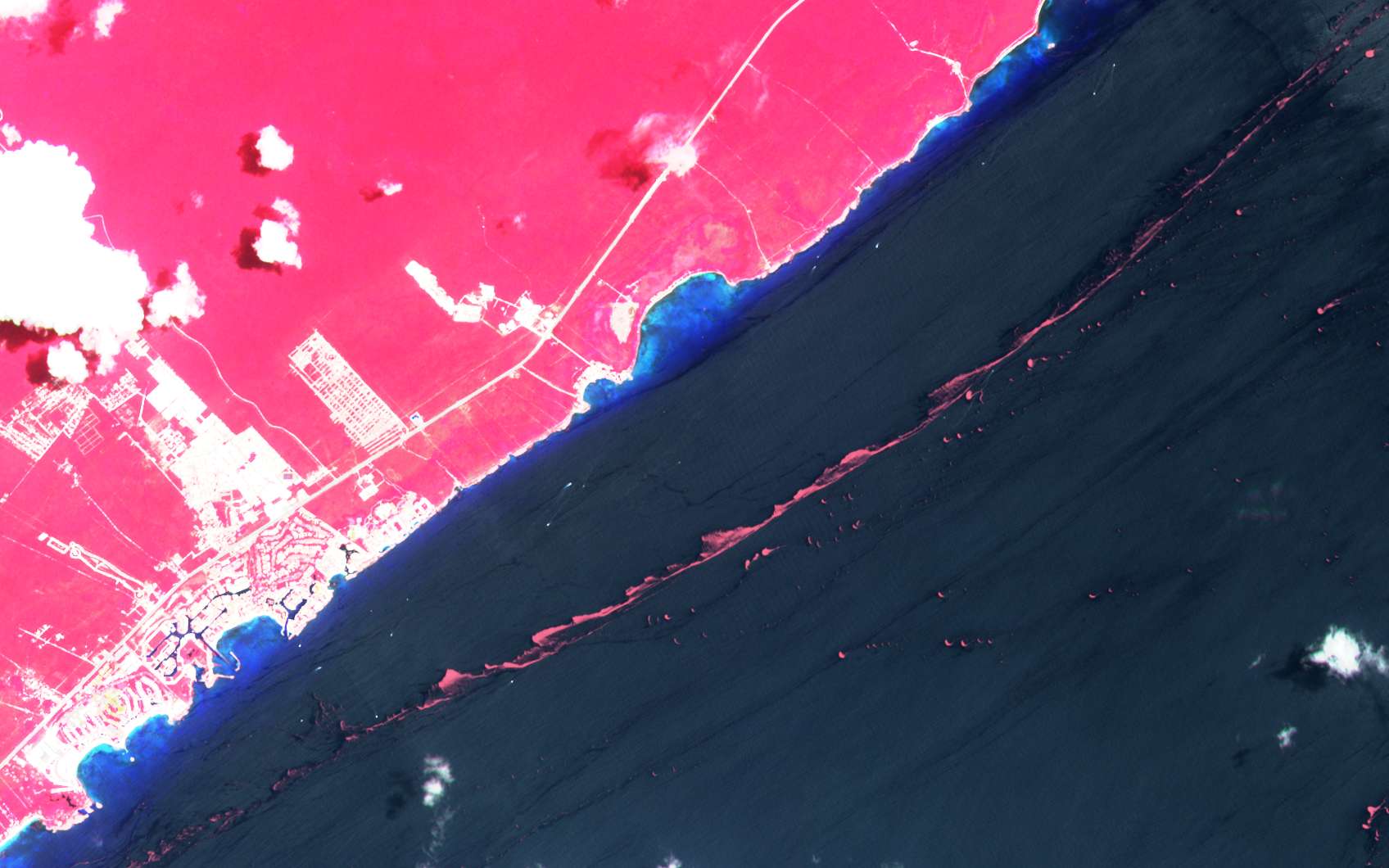 L'invasion des algues sargasses en Guadeloupe vue par satellite