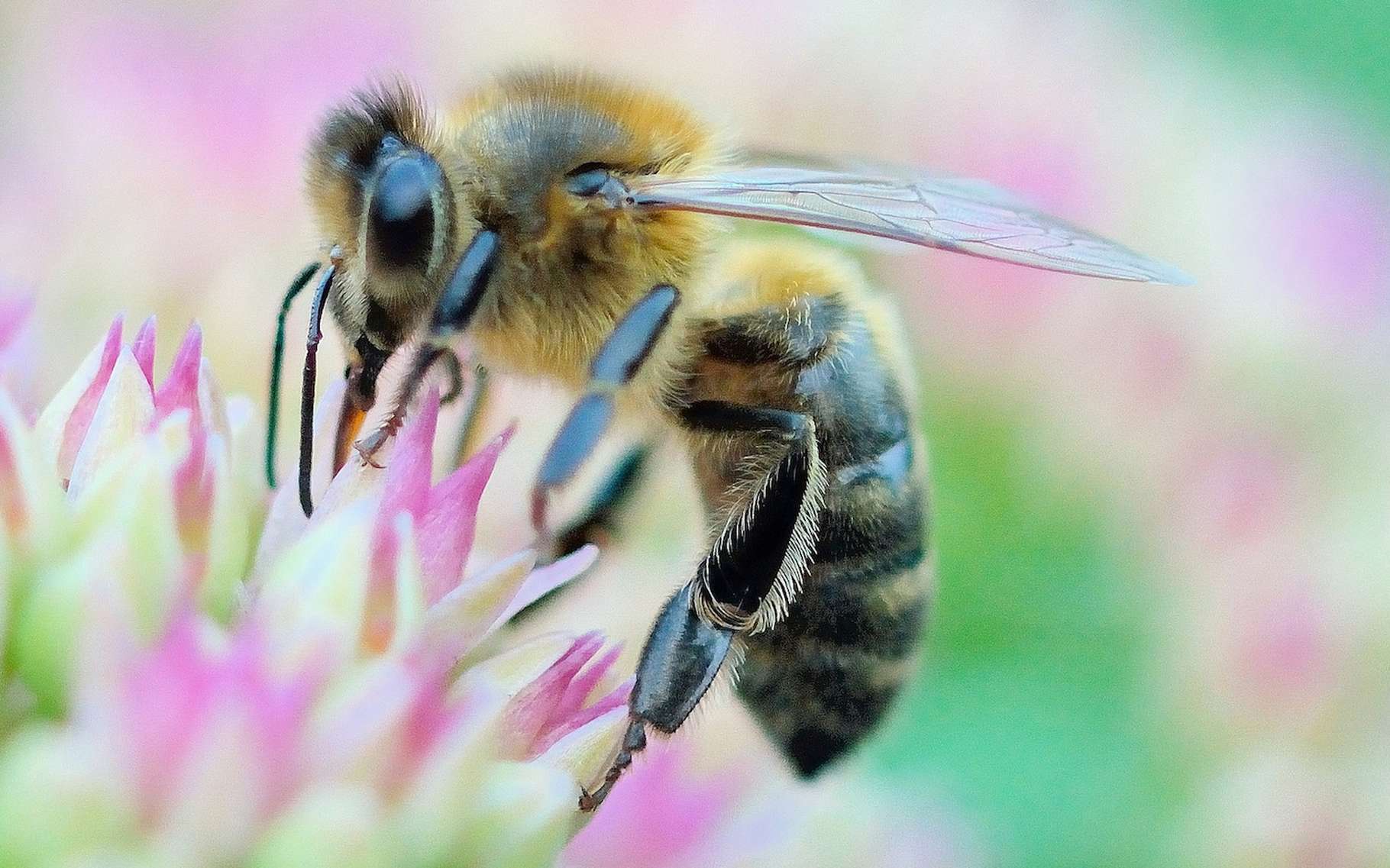Pourquoi l'abeille meurtelle après avoir piqué